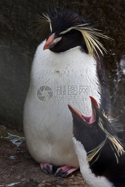 北洛克波企鹅尤迪特斯莫塞利伊是一种企鹅的物图片