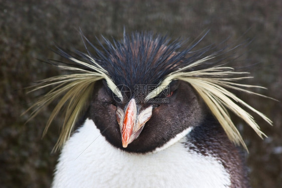 北洛克波企鹅尤迪特斯莫塞利伊是一种企鹅的物图片