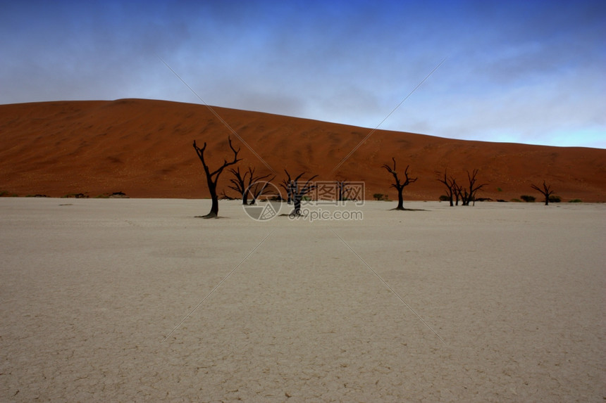 纳米比亚沙漠死树图片