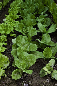 无杀虫剂种植的绿色生物沙拉图片