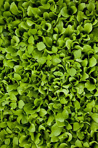 无杀虫剂种植的绿色生物沙拉图片