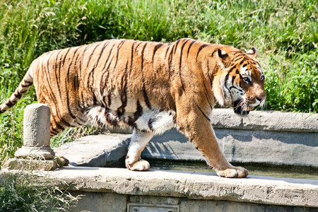 老虎Pantheratigris是菲利达家族的一员是五神豹中四只大猫最的一只老虎是东亚和南大部分地方的土生长是顶级捕食者肉动物图片