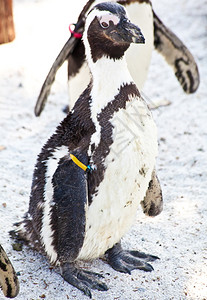 非洲企鹅的长度约为68厘米体重在21至37千克之间苯菌是希腊词spen的二极点意思是wedge指它们简化的游泳形状而底栖动物是拉图片