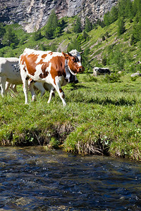 在意大利阿尔卑斯山脉上吃草的奶牛图片