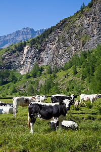 在意大利阿尔卑斯山脉上吃草的奶牛图片