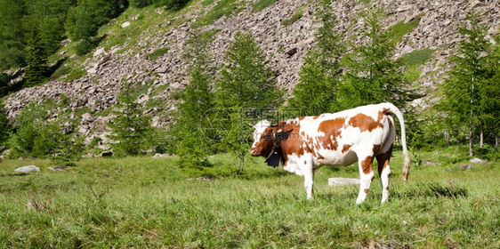 在阿尔卑斯山脉的奶牛肖像图片