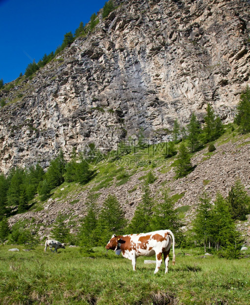 在阿尔卑斯山脉的奶牛肖像图片