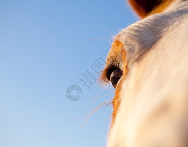 一匹马的眼神宏拍摄与蓝天对立图片