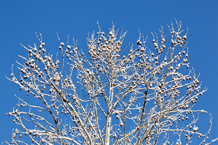 大树枝下雪有水果坚蓝天图片