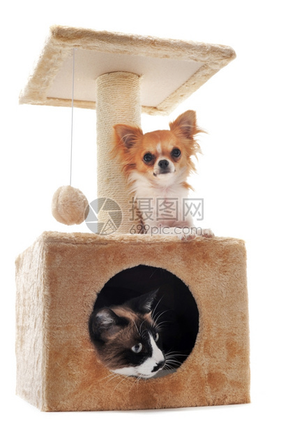 纯洁的Chihuahua和Siamese猫在刮痕柱上图片