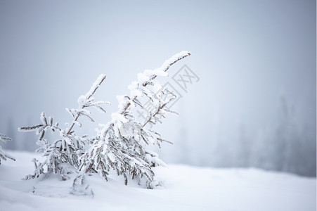 暴风雪天气下的冬季树图片