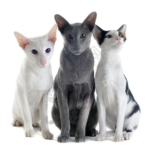 白色背景前三只东方猫的肖像图片