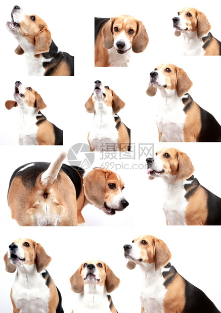 Beagle狗在白色背景中被孤立图片