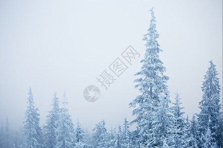 雪暴天气下的冬季树图片