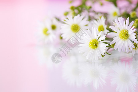 粉红色背景的白花朵详情图片