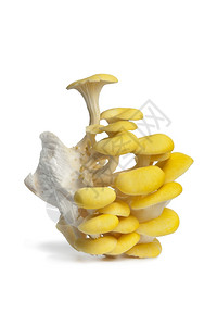 白色背景的黄牡蛎蘑菇群图片