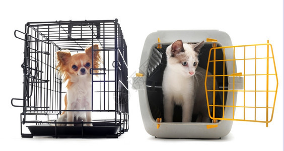 猫和吉华封闭在宠物载体内孤立在白色背景图片