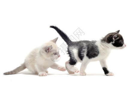 两只年轻的小猫在白色背景面前图片