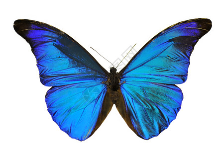 来自南美洲的蓝色摩福蝴蝶Mophoretenor图片