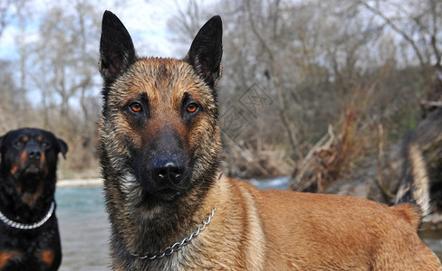 纯种的贝吉亚牧羊犬在河中的麦地诺尼肖像背景中罗威勒图片