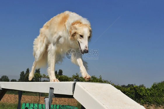 纯种俄罗斯波尔佐伊狼犬快速地玩耍图片