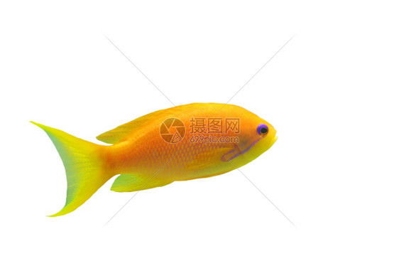 橙色安提亚斯白底鱼图片