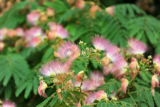 波斯丝绸树Albiziajulibrissin图片