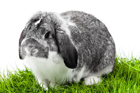 可爱的兔子在白色背景上被孤立法式Lop兔子图片