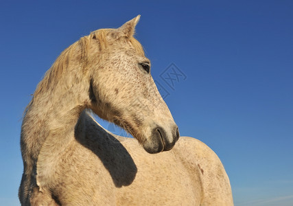 早上阳光下一匹纯种的马肖像图片
