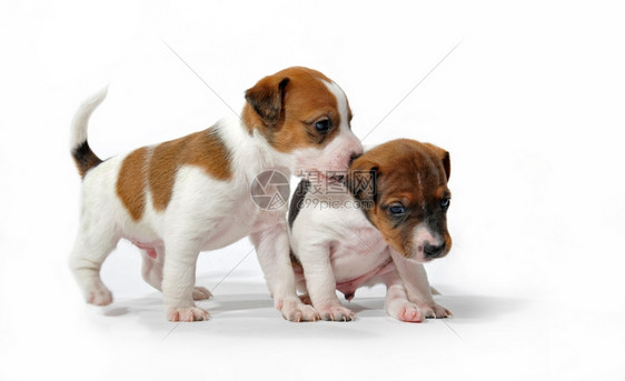 两只纯种小狗在白色背景下玩图片
