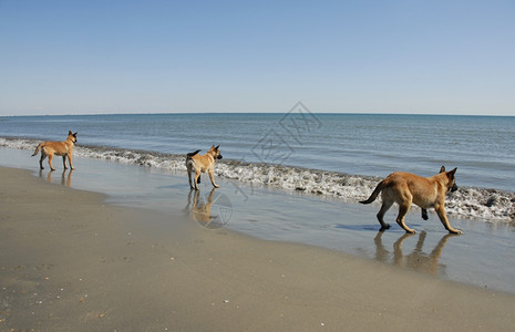 三只比利时小狗牧羊麦地诺和中海图片