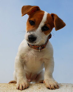 自然界中纯种小狗杰克鲁塞尔的肖像图片