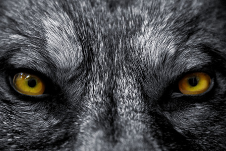 狼眼睛野狼的美丽眼睛危险的哺乳动物背景
