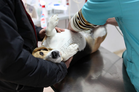 在手术准备室的兽医家养狗图片