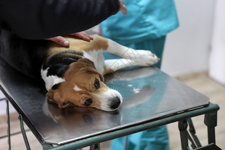 保健食品安全知识兽医给动物看病背景