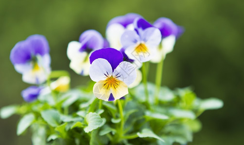 季节花朵盛开有厚绿色背景图片