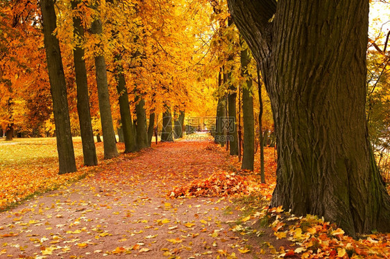 公园秋季小巷图片