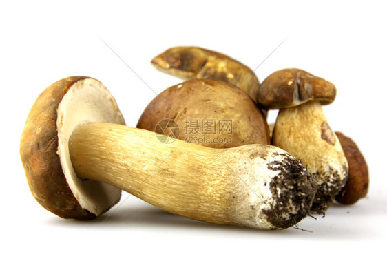 蘑菇波西尼博利特斯图片