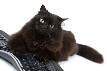 在键盘上孤立的可爱黑猫图片