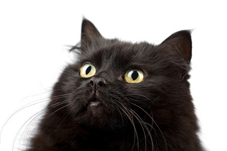 孤立的可爱黑猫脸蛋图片