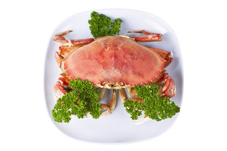 新鲜煮熟的粪便蟹白底盘面的鹦鹉螺图片