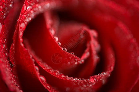 湿红玫瑰的宏图片