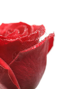 满的红玫瑰与水滴隔绝图片