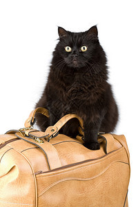 黑猫在孤立的袋子上图片
