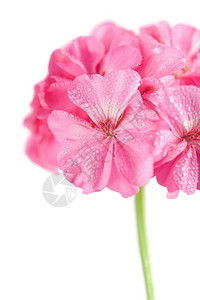 与水滴隔绝的粉红色花图片