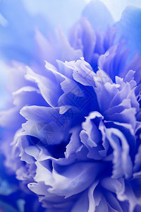 蓝色花的抽象背景图片