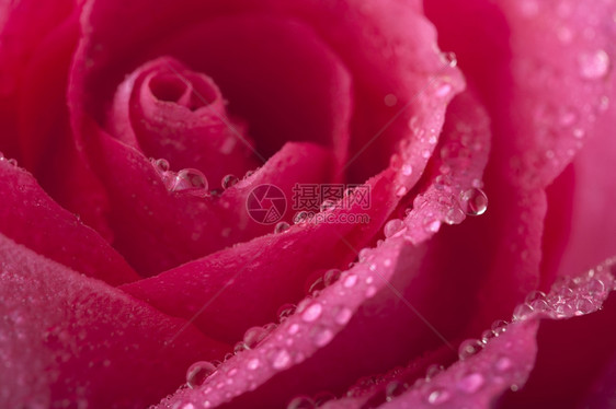 带水滴的美丽粉红色玫瑰浅聚焦图片