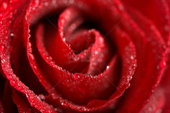 带水滴的美丽红玫瑰浅的DOF图片