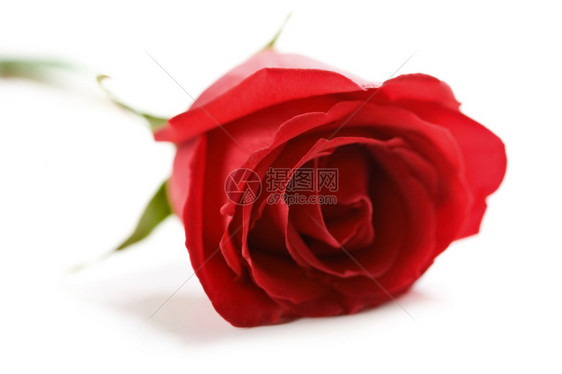 美丽的红玫瑰有分离的水滴浅红DOF图片