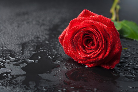 美丽的红玫瑰黑色背景上含水滴图片